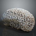 Coral Red Coral White Coral Blue Coral Gold Coral Black Coral Ball Coral Grass Coral Fine Finger Anemone 3d model