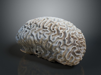 Coral Red Coral White Coral Blue Coral Gold Coral Black Coral Ball Coral Grass Coral Fine Finger Anemone 3d model