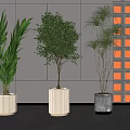 Modern Bonsai Potted Plants With Green Leaves In White And Grey Pots Against Geometric Wall