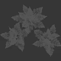 Three Fresh Carrots With Green Leafy Tops On Black Background