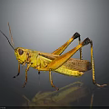 Yellow Grasshopper With Brown Wings And Long Hind Legs On Gray Reflective Surface 3d model