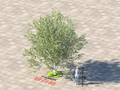Tall Ginkgo Tree With 6 Meters Height Standing On Paved Ground With Person Nearby 3d model