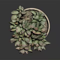 Healthy Succulent Plant With Pink And Green Fleshy Leaves In Terracotta Pot