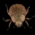 Brown Winged Flying Beetle with Hard Exoskeleton Detailed View on Black Background