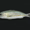 Silver Fish With Golden Stripes Large Eyes Swimming In Black Background Showing Natural Features