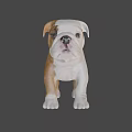 Cute English Bulldog Puppy With White And Brown Coat Standing On Gray Background