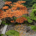 Traditional Japanese Courtyard Garden With Red Maple Tree Stone Wall Moss And Lanterns