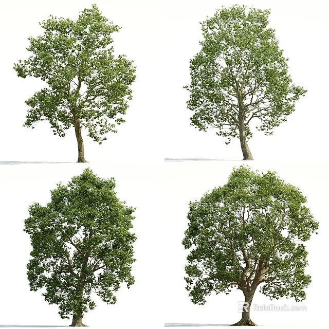 Lush Green Arbor Trees With Diverse Canopy Shapes For Landscape Design 3d model 