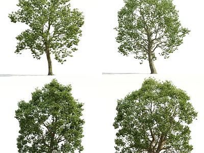 Lush Green Arbor Trees With Diverse Canopy Shapes For Landscape Design 3d model