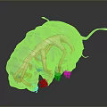 Detailed 3D Tardigrade Creature Character Featuring Light Green Segmented Body Legs And Tail Structure