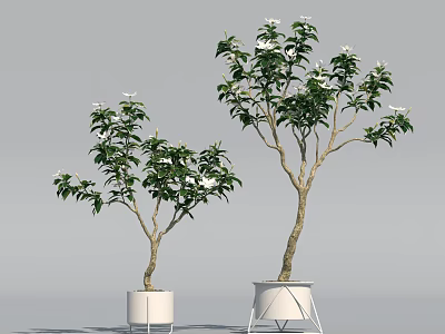 Two Potted Plants With Green Leaves White Flowers And White Different Design Pots 3d model