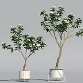 Two Potted Plants With Green Leaves White Flowers And White Different Design Pots
