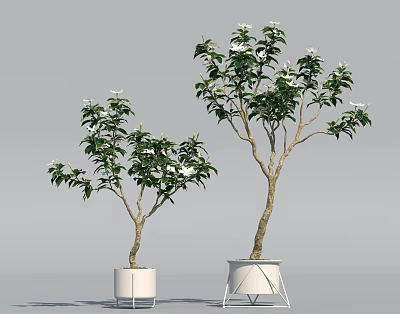 Two Potted Plants With Green Leaves White Flowers And White Different Design Pots 3d model