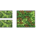 Living Plant Wall Various Greenery Shapes and Designs for Indoor Outdoor Decor