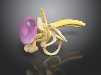 Human Ear Inner Anatomical Structure 3D Model with Cochlea and Ossicles 3d model
