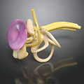Human Ear Inner Anatomical Structure 3D Model with Cochlea and Ossicles 3d model