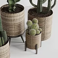 Potted Cactus Plants In Woven Baskets Various Sizes For Home Decor