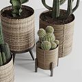 Modern Cactus Bonsai Landscape Green Plant Potted Plant 3d model