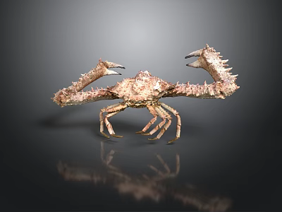Deep Sea Crab With Large Spiky Claws And Textured Body On Dark Background With Reflection 3d model