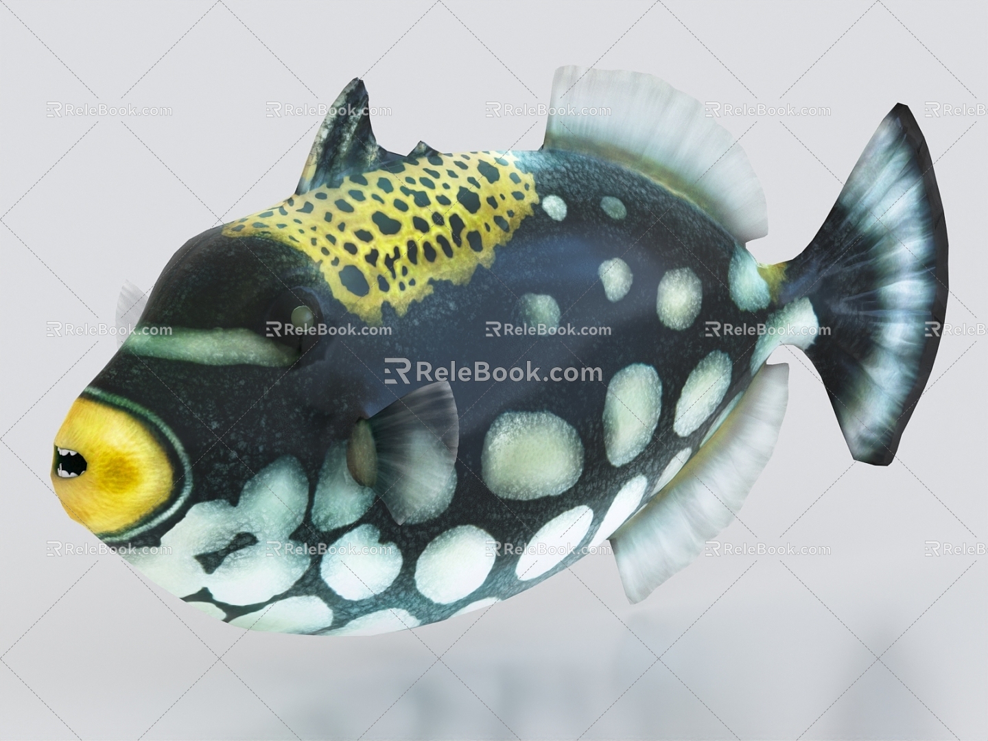 Clown cannon fish clown fish ornamental fish tropical fish angelfish 3d model