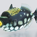 Clown cannon fish clown fish ornamental fish tropical fish angelfish 3d model