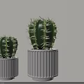 Decorative Plant Arrangement with Small and Large Cacti in Gray Ribbed Pots