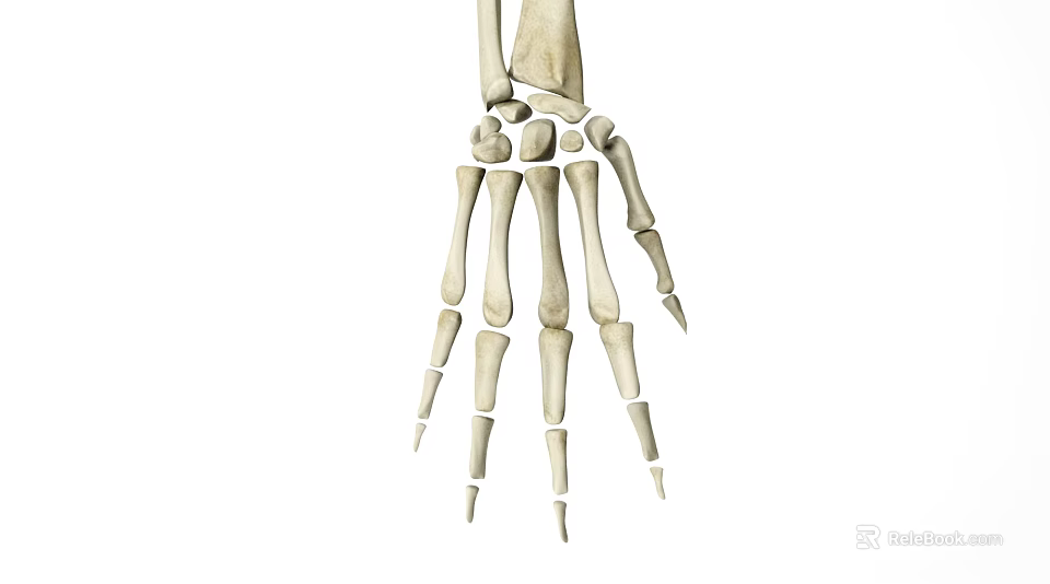 Medical Device Human Hand Skeleton Anatomical Model For Orthopedic Education And Training 3d model 