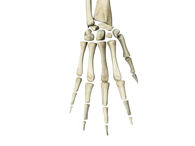Medical Device Human Hand Skeleton Anatomical Model For Orthopedic Education And Training 3d model