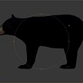 Black Bear Standing in Natural Posture with Thick Fur and Detailed Features