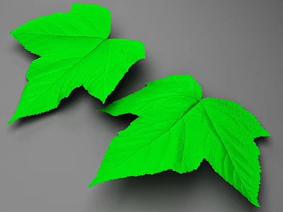 Two Vibrant Green Broad Leaves On Gray Background With Fresh Texture 3d model