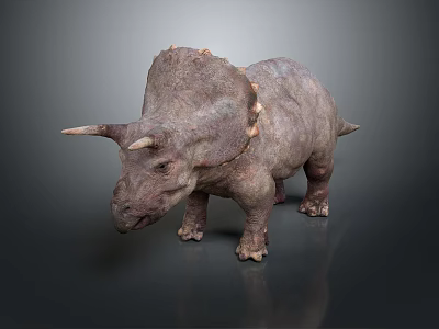 Realistic 3D Triceratops Model With Horns Frill And Detailed Skin Texture On Gray Background 3d model