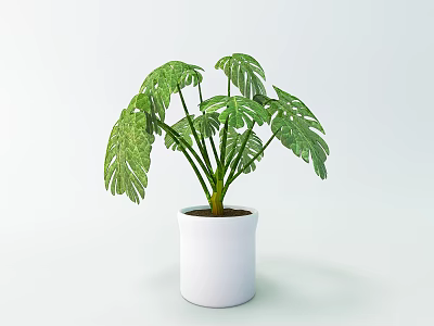 Green Leafy Bonsai Plant In White Ceramic Pot For Home Decoration 3d model