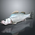 Fresh Silver Fish With Prominent Fins And Eyes On Dark Reflective Surface
