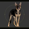 Alert German Shepherd Dog Standing On Reflective Black Surface With Grey Gradient Background 3d model