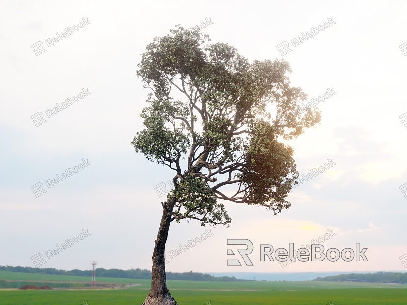 Big tree three-dimensional tree arbor model