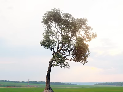 Tall Arbor Standing In Green Field With Distant View Under Clear Sky And Warm Sunlight 3d model