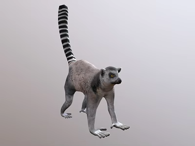 Gray Lemur With Black And White Striped Tail In Standing Posture 3d model