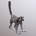 Gray Lemur With Black And White Striped Tail In Standing Posture 3d model
