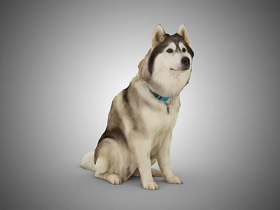 Modern Dog Husky Pet Dog 3d model