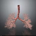 Detailed 3D Anatomical Model of Human Lungs with Bronchial Tree Structure