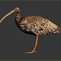 Realistic Brown Bird with Long Beak in Standing Posture on Dark Background 3d model