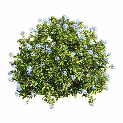 Modern Shrub Outdoor Flowers 3d model Modern Shrub Outdoor Flowers 3d model