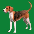 Cute Standing Dog With Brown Black White Fur Against Green Background