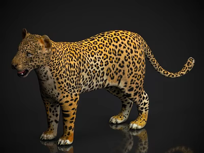 Stunning Realistic Leopard with Spotted Coat Standing on Reflective Dark Background 3d model