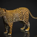 Stunning Realistic Leopard with Spotted Coat Standing on Reflective Dark Background 3d model