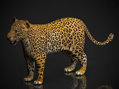 Zoo Wildlife Beast Creatures Cheetah 3d model