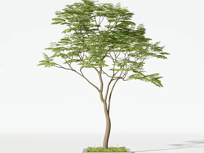 Slender Trunk Arbor With Spreading Branches Lush Green Leaves And Small Grass Patch 3d model