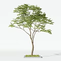 Slender Trunk Arbor With Spreading Branches Lush Green Leaves And Small Grass Patch