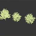 Three Green Leafy Trees of Different Sizes on White Background