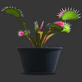 Venus Flytrap Plant with Pink Traps and Green Leaves in Black Pot for Indoor Gardening